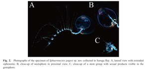 Sphaeronectes pagesi Lindsay, Grossmann & Minemizu, 2011