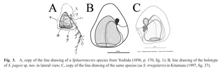 Sphaeronectes pagesi Lindsay, Grossmann & Minemizu, 2011 line drawings