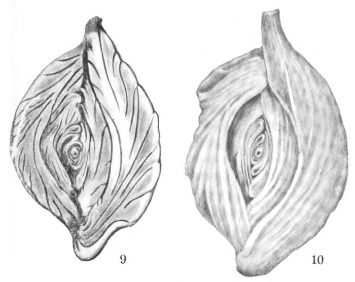 Spiroloculina planissima var. samoaensis Cushman, 1924