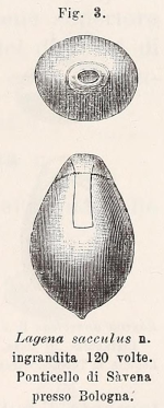 Lagena acuta var. sacculus Fornasini, 1901