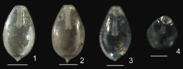 Lagena acuta var. sacculus Fornasini, 1901