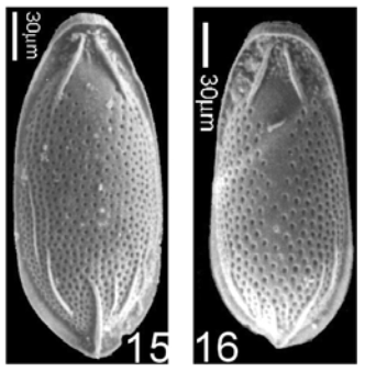 Porosolenia kossoviana (Popescu, 1983)