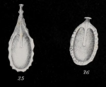 Entosolenia marginata var. lagenoides Williamson, 1858