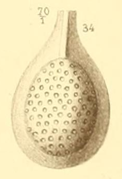 Lagena marginatoperforata Seguenza, 1880