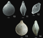 Lagena seguenziana Fornasini, 1886