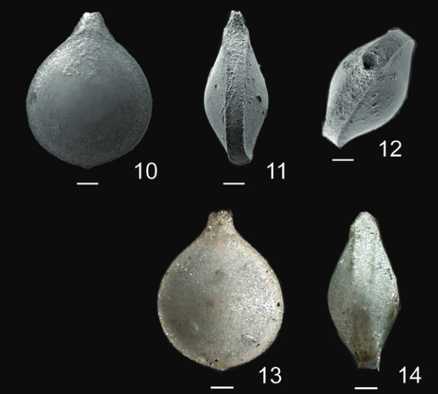 Lagena seguenziana Fornasini, 1886