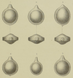 Lagena seguenziana Fornasini, 1886