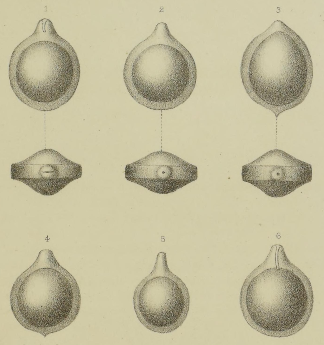 Lagena seguenziana Fornasini, 1886