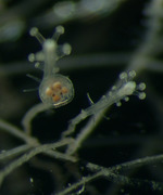 Stauridiosarsia ophiogaster, polyp with medusa bud, Mediterranean