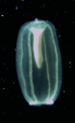 Solanderia ericopsis, liberated medusoid from plankton with spent gonads, identified via 16S barcoding