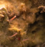 Thecocodium brieni, polyp colony from Villefranche-sur-Mer