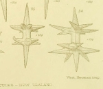 Ditriaenella spicules 