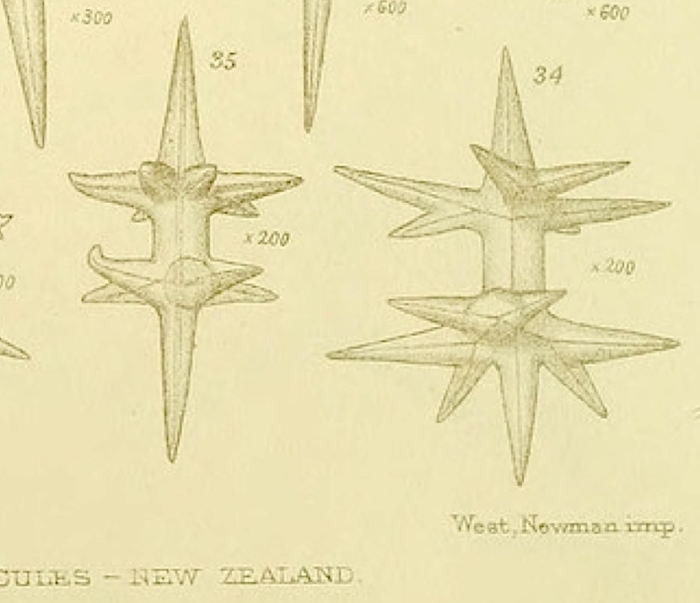 Ditriaenella spicules Ditriaenella spicules
