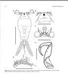Ergasilus chintensis