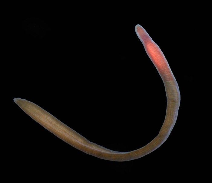 Specimen from the White Sea