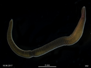 Specimen from the White Sea