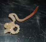 Specimen from the Black Sea (Sevastopol)