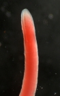 Specimen from the Black Sea