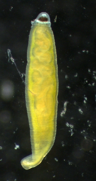 Specimen from the Black Sea (Sevastopol)