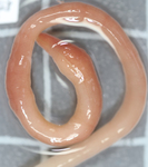 Live specimen from Antarctica
