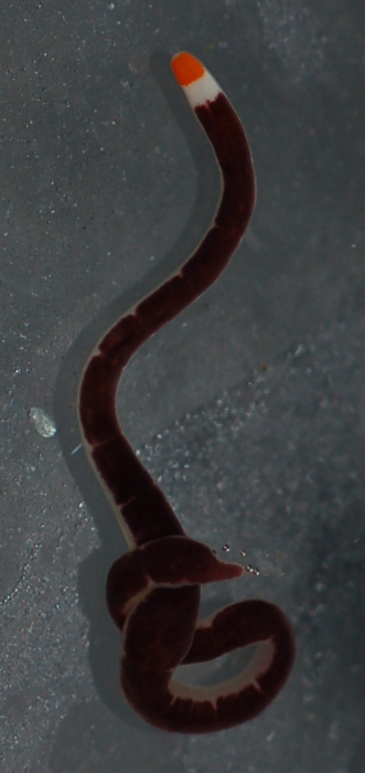 Specimen from the Sea of Japan (Russia)