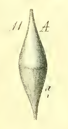 Amphorina gracilis Costa, 1856