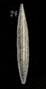 Lagena distoma Parker & Jones, 1864