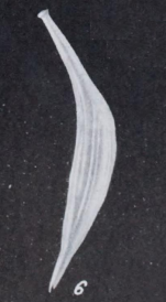 Lagena distomamargaritifera var. victoriensis Parr, 1945