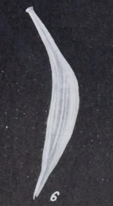 Lagena distomamargaritifera var. victoriensis Parr, 1945