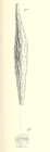 Lagena sulcata var. distoma-margaritifera Parker & Jones, 1865