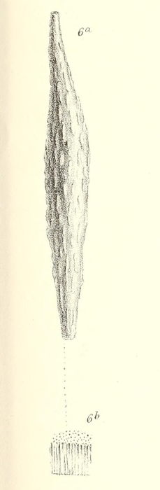 Lagena sulcata var. distoma-margaritifera Parker & Jones, 1865