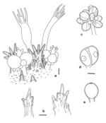 Hydractinia novaezelandiae 