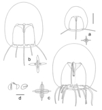 Merga treubeli, medusa development