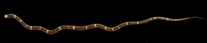 Specimen from Vietnam 