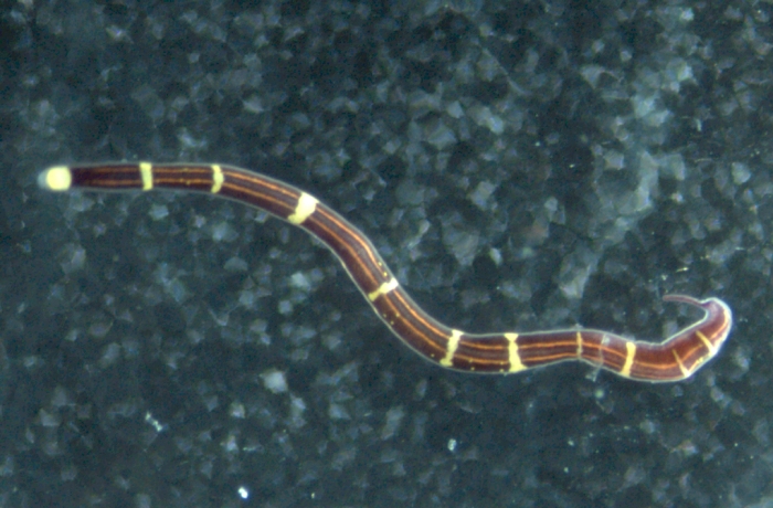 Specimen from Guam