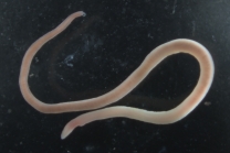 Specimen from the Sea of Japan (Russia)