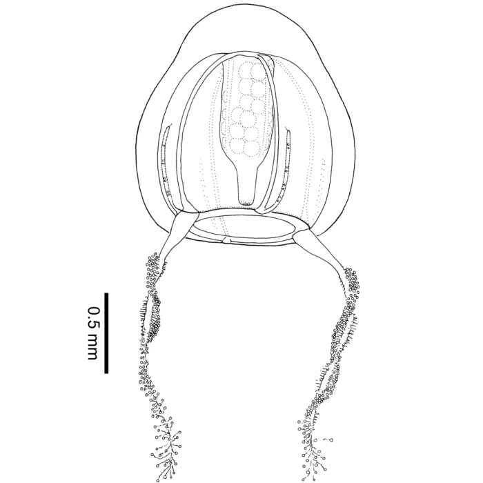 Zanclea polymorpha, mature female from plankton, after life