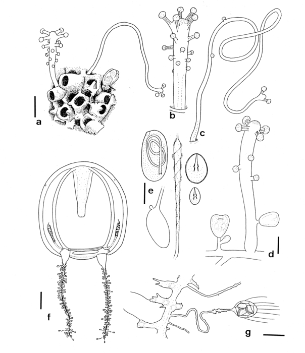 Zanclea polymorpha, polyp phase and young medusae, after life