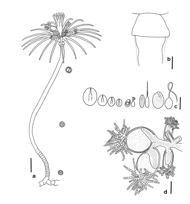 Ectopleura multicirrata, after living type material