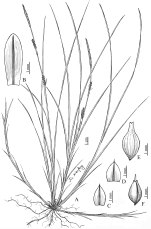 Analytical drawing of Carex linanensis