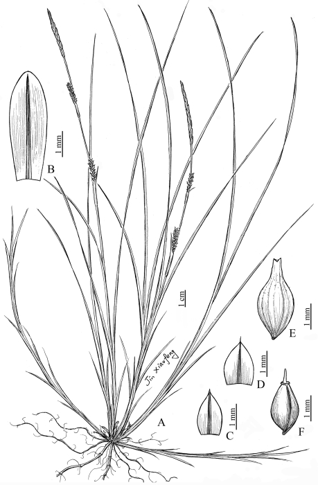 Analytical drawing of Carex linanensis Analytical drawing of Carex linanensis