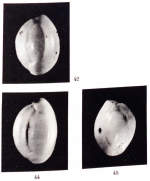 Quinqueloculina viennensis Le Calvez & Le Calvez, 1958