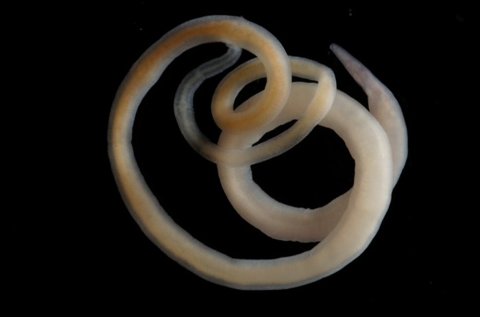 Type specimen