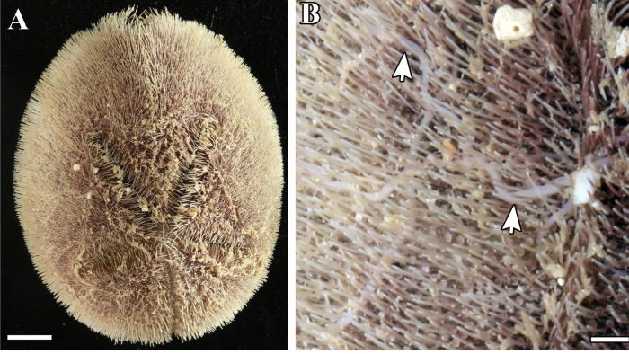 Host (Metalia spatagus) and nemerteans