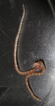 Specimen from Guam