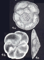 Rotaliammina neomayori McCulloch, 1981