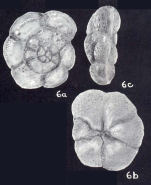 Trochammina carinatiformis McCulloch, 1981