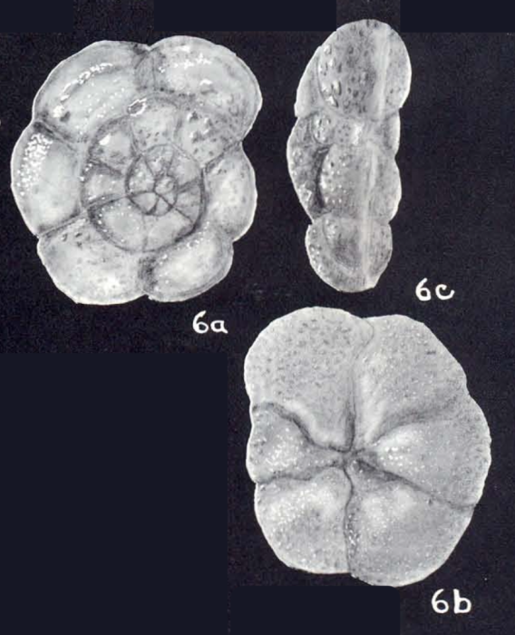 Trochammina carinatiformis McCulloch, 1981