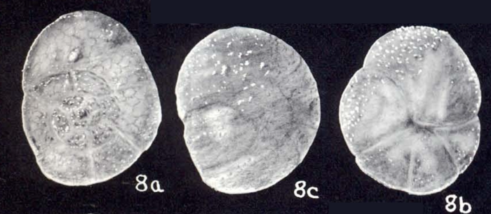 Trochammina differens McCulloch, 1981