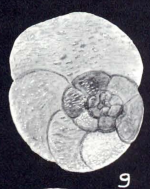 Trochammina diversa McCulloch, 1981